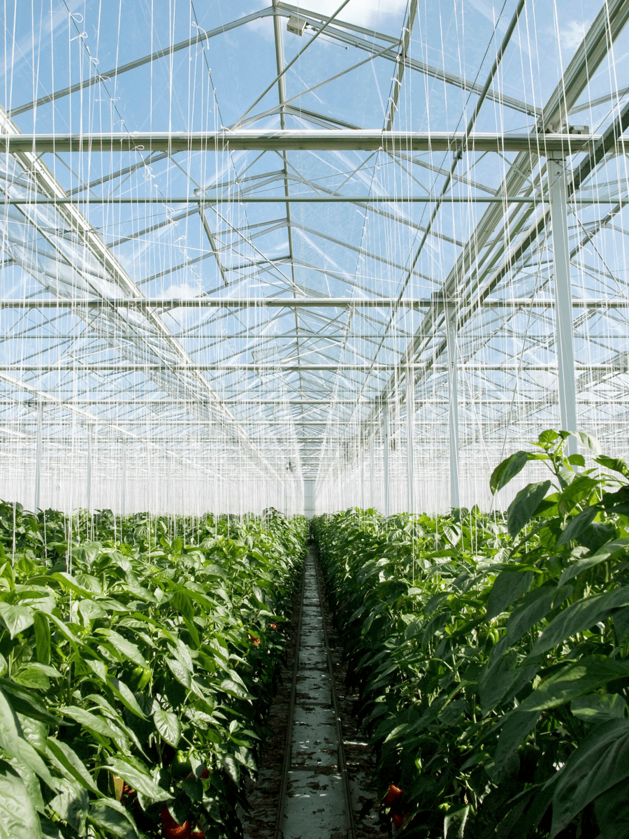 Use PMI's Tensor in greenhouses to monitor temperature and humidity. 